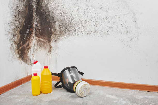 Best Mold Inspection  in Rockcreek, OR