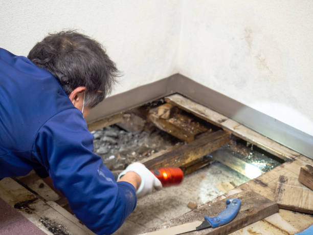 Best Home Mold Removal  in Rockcreek, OR