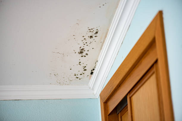Best Mold Testing  in Rockcreek, OR