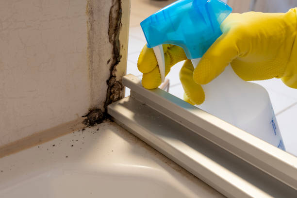 Best Toxic Mold Removal  in Rockcreek, OR