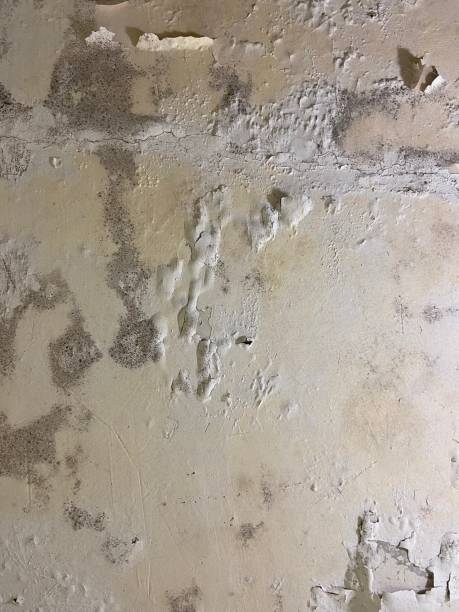 Best Local Mold Removal Service  in Rockcreek, OR