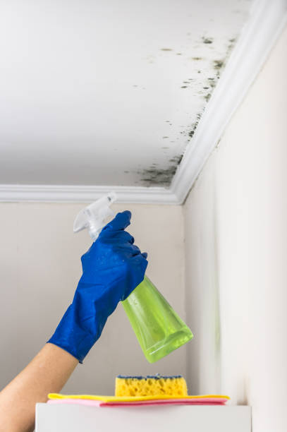 Best Commercial Mold Removal  in Rockcreek, OR